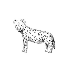 Hand Drawn Spotted Hyena