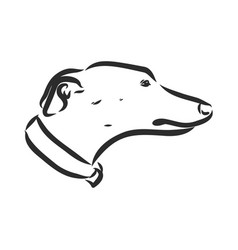 Greyhound Dog - Isolated Hound