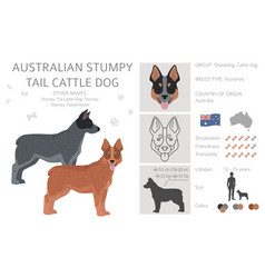 Australian Stumpy Tail Cattle Dog All Colours