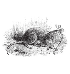 Common Shrew Vintage