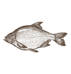 Sketch Sea Bream Vintage Hand Drawn