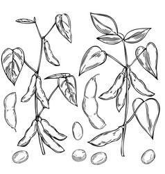 Hand Drawn Soybean Plant On A White Background