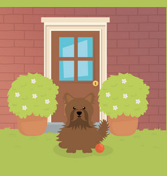 Brown Dog Sitting Backyard House With Toy Pet Care