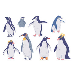 Set Of Species Penguins Emperor King