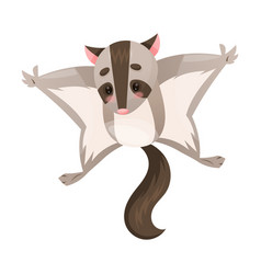 Cute Sugar Glider As Australian Animal And Endemic