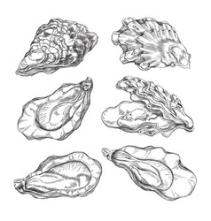 Oyster Shells With Edible Mollusk Set Of Sketch