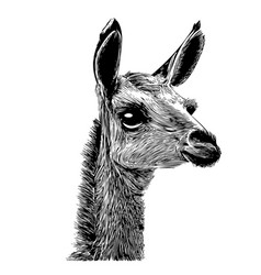 Llama Head Sketch Hand Drawn In Doodle Style