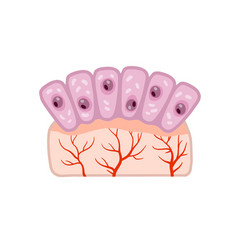 Cell Of Human Organism Skin System