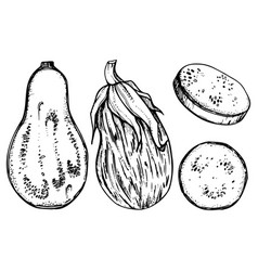 Hand Drawn Ink Eggplant Gourd Squash Sketch Art