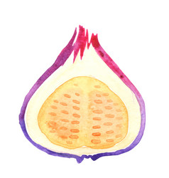 Fig Watercolor