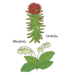 Orthilia And Rhodiola