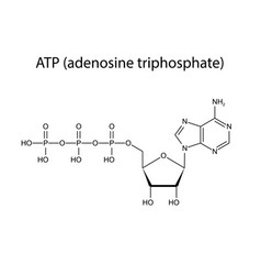 Adenosine Triphosphate Atp Molecular Structure