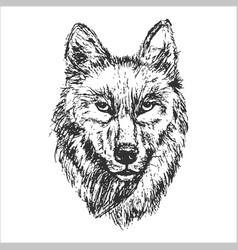 Big Beautiful Wild Wolf Portrait In Line Drawing