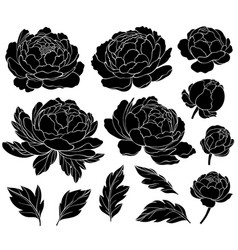 Set Of Silhouettes Of Peony Flowers