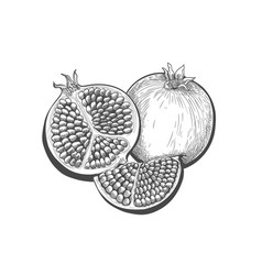 Pomegranate Fruit Engraving