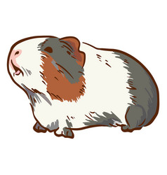 Side Guinea Pig High Quality