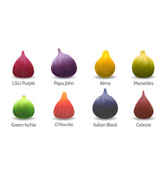 Fig Varieties In Cartoon Realistic Style