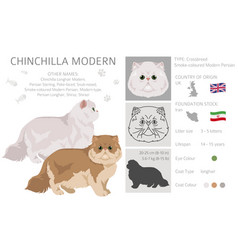 Chinchilla Persian Longhair Modern Cat Clipart