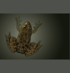 Common Water Frog Top View Realistic