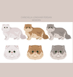 Chinchilla Persian Longhair Modern Cat Clipart