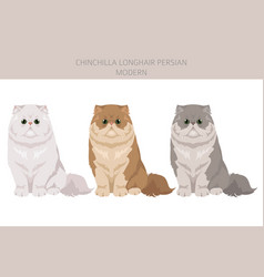 Chinchilla Persian Longhair Modern Cat Clipart