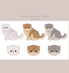 Chinchilla Persian Longhair Modern Cat Clipart