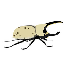 Dynastes Grantii - Western Hercules Beetle Male