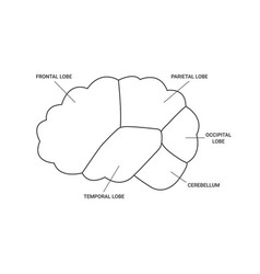 Lobes Of Brain Human Side View Template Line