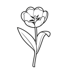 Tulip Big Flower Coloring Book Linear Drawing