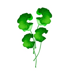 Fresh Asiatic Pennywort Plant On White Background