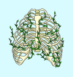 Human Ribs From About Science And Medical