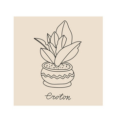 Postcard Template With Indoor Croton In Pot