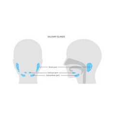 Salivary Gland Concept