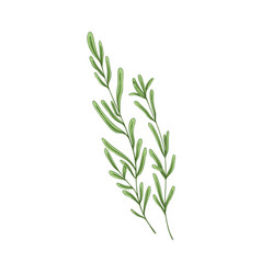 Leaf Branch Of Rosemary Herb Herbal Plant Leaves