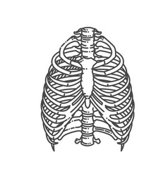 Rib Cage Bones Thorax