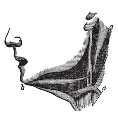 Muscles Of The Lower Jaw Vintage