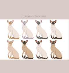 Colorpoint Shorthair Cat Clipart All Coat Colors