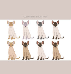 Colorpoint Shorthair Cat Clipart All Coat Colors