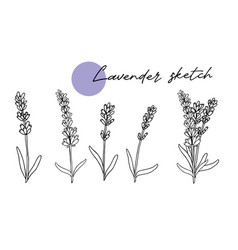 Lavender Sketch Set Doodle Line Art Hand