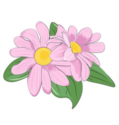 Pink Daisy Isolated On White