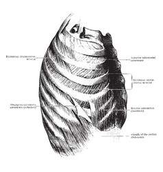 Muscles Of The Thoracic Wall Vintage