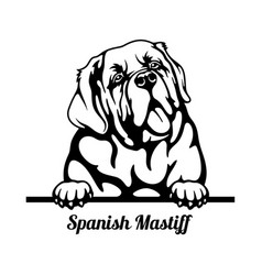 Spanish Mastiff Peeking Dog - Head Isolated