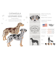 Catahoula Leopard Dog Clipart Different Poses