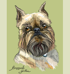 Colored Brussels Griffon Dog Portrait