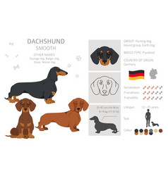 Dachshund Short Haired Clipart Different Poses