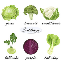 Various Types Of Cabbage