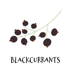 Black Currant In Hand Drawn Flat Style