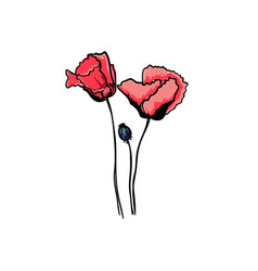 Image Buds Red Poppies And Poppy Boll