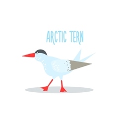 Arctic Tern