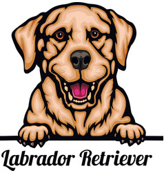 Labrador Retriever - Color Peeking Dogs - Breed